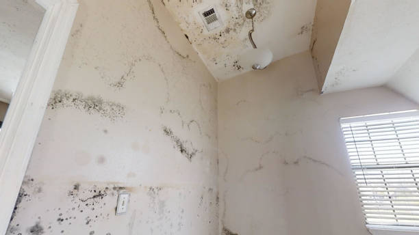  Forked River, NJ Mold Removal Pros