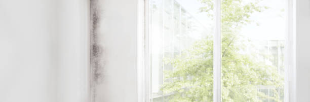 Best Real Estate Mold Inspection  in Forked River, NJ